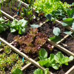 10 Tips for Growing an Organic Vegetable Garden - Dengarden