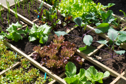 10 Tips for Growing an Organic Vegetable Garden - Dengarden