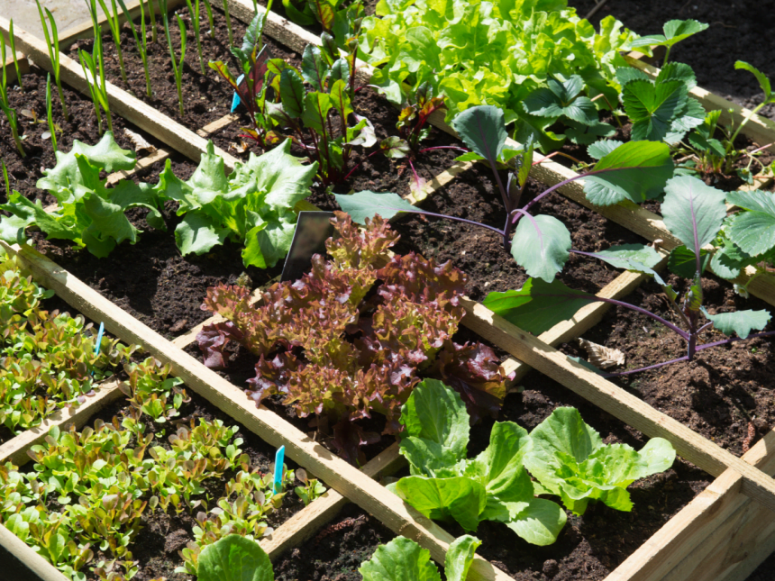 10 Tips for Growing an Organic Vegetable Garden - Dengarden