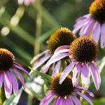 15 Low-Maintenance Perennials for Busy Gardeners