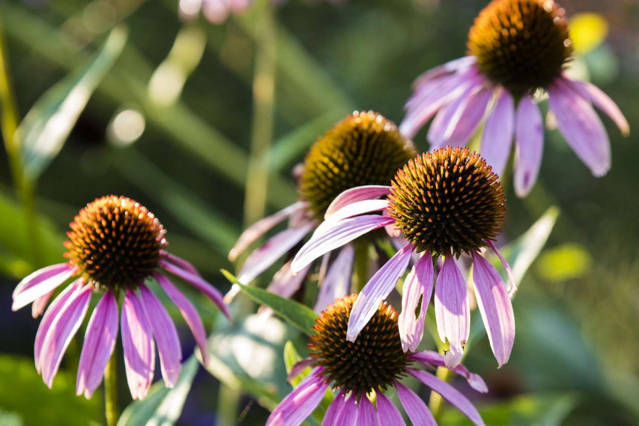 15 Low-Maintenance Perennials for Busy Gardeners