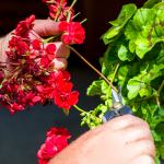 Pruning, Deadheading, Pinching; Oh My! | Van Putte Gardens