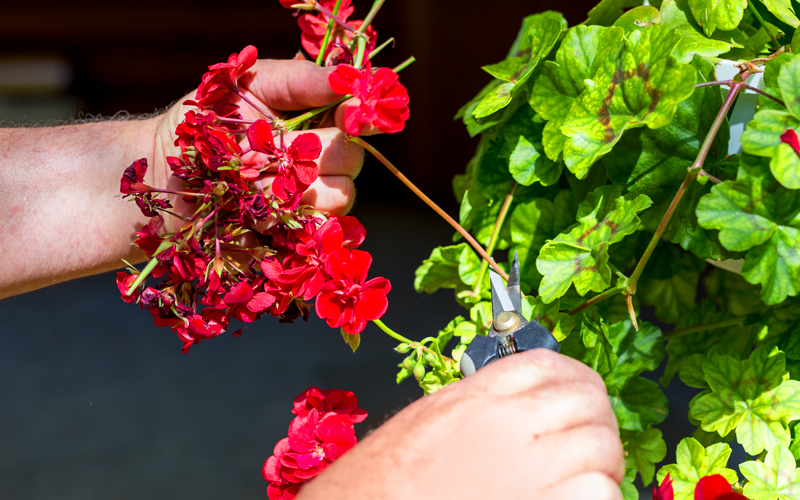 Pruning, Deadheading, Pinching; Oh My! | Van Putte Gardens