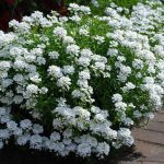 Candytuft: Easy-Growing Perennial Border Plants - Epic Gardening