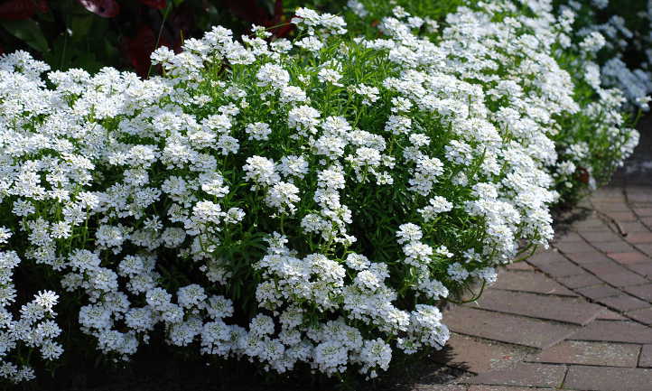 Candytuft: Easy-Growing Perennial Border Plants - Epic Gardening