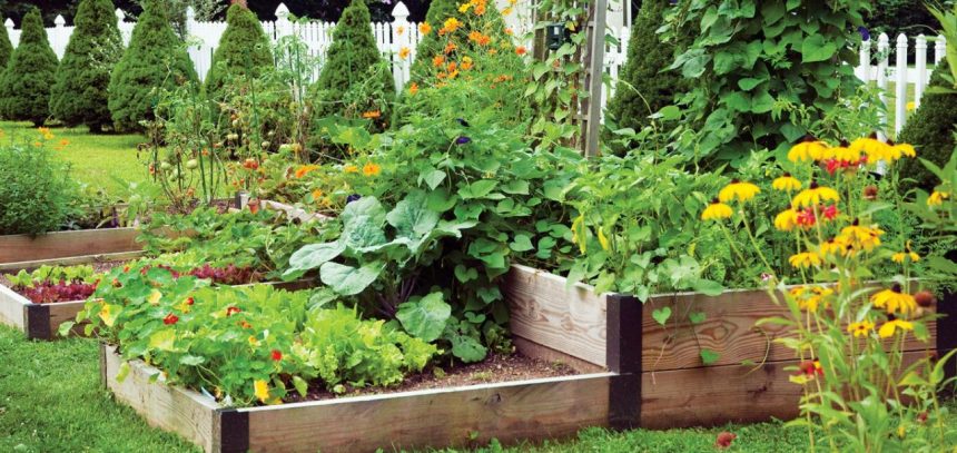 Top Plants for Companion Planting – Mother Earth News