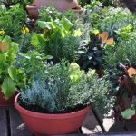 The Benefits of Container Gardening — Homesteading Family