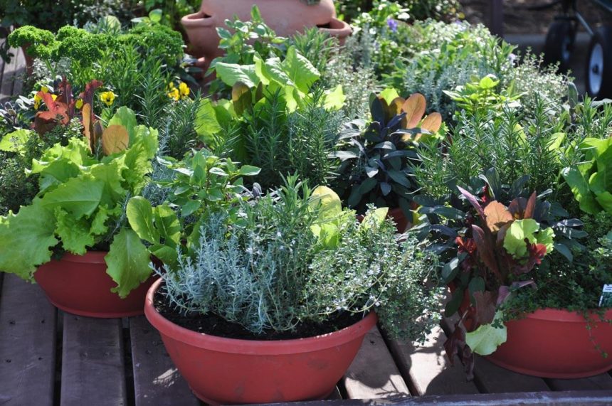 The Benefits of Container Gardening — Homesteading Family