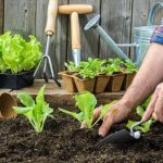 How and When to Transplant Seedlings for Maximum Success