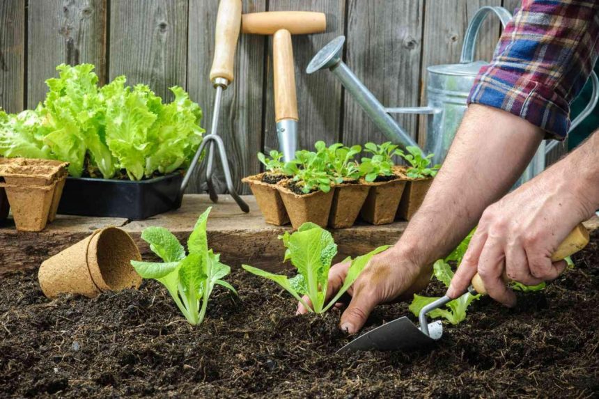 How and When to Transplant Seedlings for Maximum Success