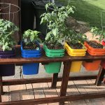 How to avoid common problems growing vegetables in containers - Farm and  Dairy