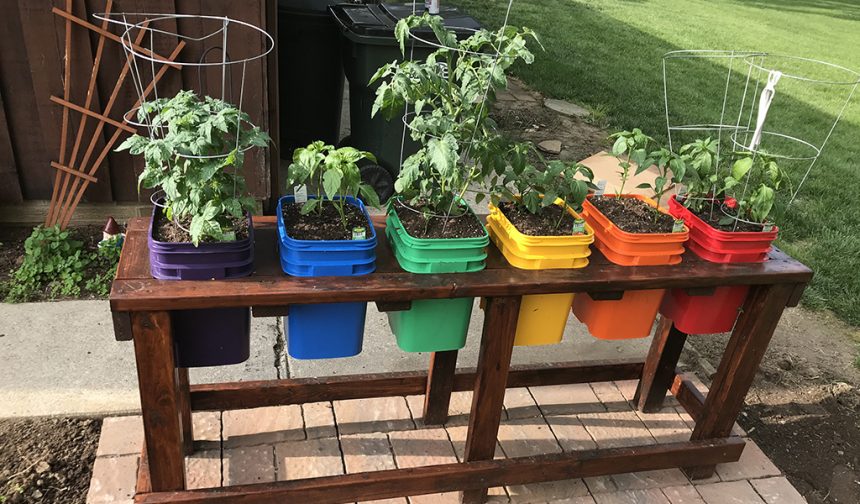 How to avoid common problems growing vegetables in containers - Farm and  Dairy