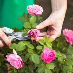 Pruning - Royal City Nursery - Blog