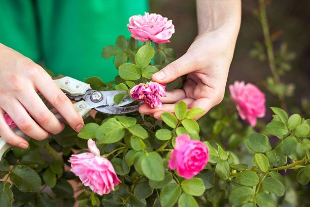 Pruning - Royal City Nursery - Blog