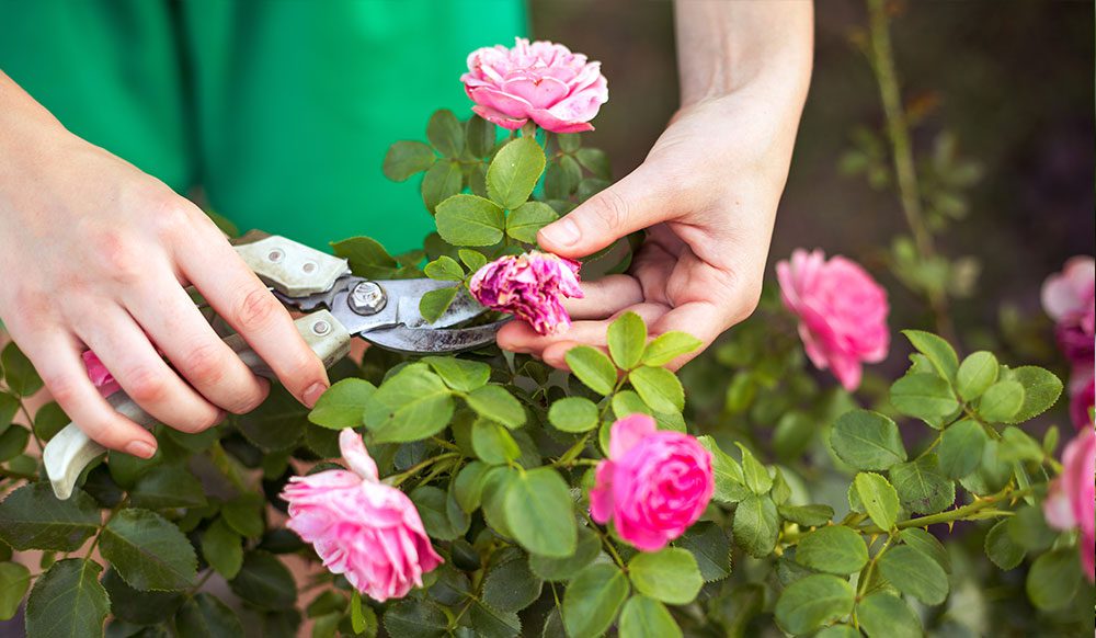 Pruning - Royal City Nursery - Blog