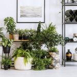 Choosing Houseplants: Picking Houseplants For Your Indoor Container Gardens  | Gardening Know How