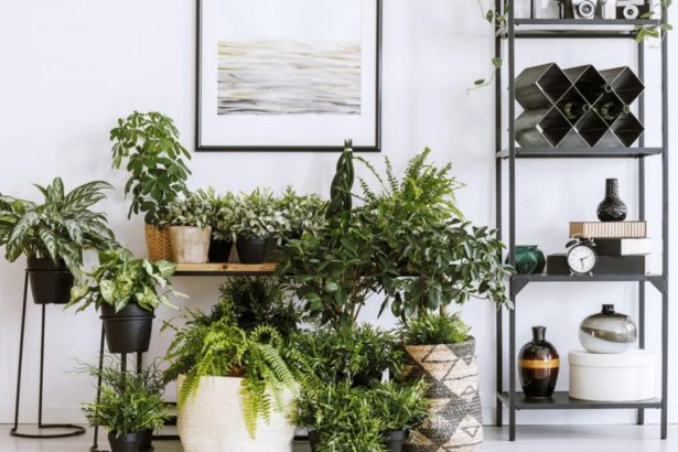 Choosing Houseplants: Picking Houseplants For Your Indoor Container Gardens  | Gardening Know How