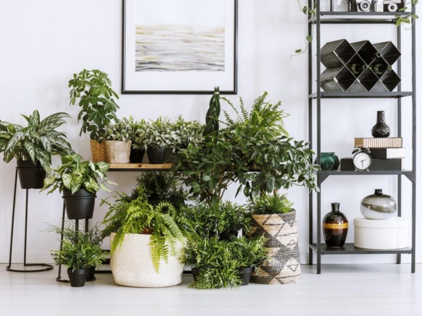 Choosing Houseplants: Picking Houseplants For Your Indoor Container Gardens  | Gardening Know How