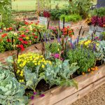 How to Plant a Raised Bed Garden That Avoids 8 Common Mistakes