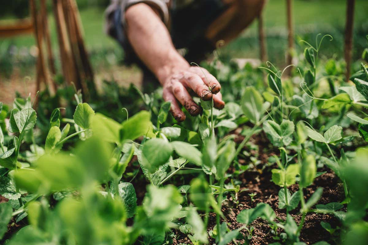 How to reap the benefits of crop rotation in your own garden | New Scientist