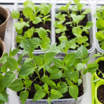 Tips for Starting Seeds Indoors - Homegrown Garden