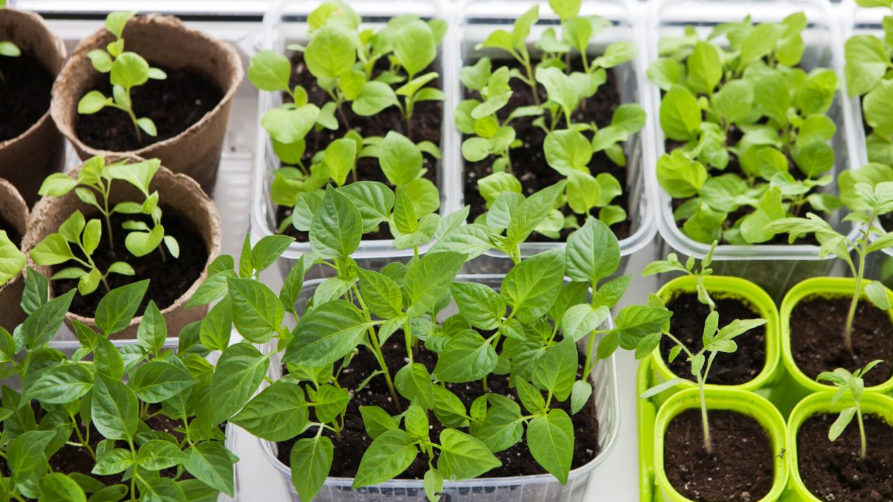 Tips for Starting Seeds Indoors - Homegrown Garden