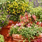 10 Best Container Plants