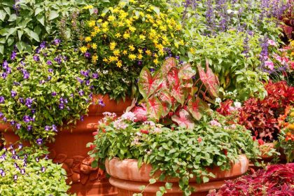 10 Best Container Plants