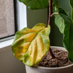 7 Common Houseplant Problems - Dennis' 7 Dees | Landscaping Services &  Garden Centers