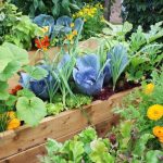 Companion Planting Guide: Boost Your Garden's Health & Yield