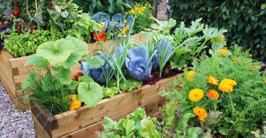 Companion Planting Guide: Boost Your Garden's Health & Yield