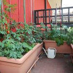 The Challenges of Growing Vegetables in Containers and How to Overcome Them  - Food Gardening Network