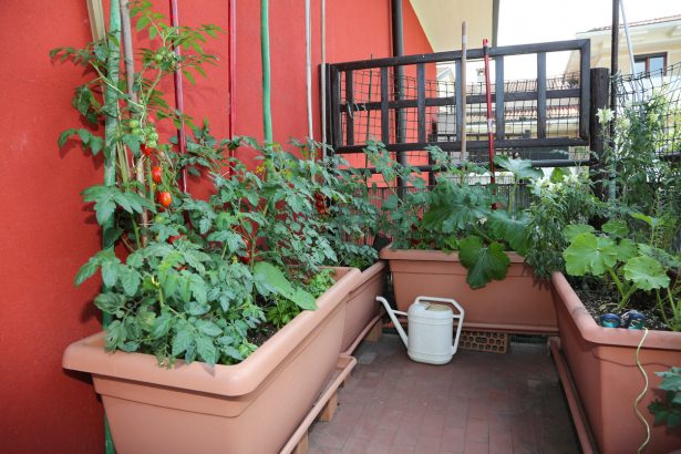 The Challenges of Growing Vegetables in Containers and How to Overcome Them  - Food Gardening Network