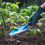 How to Use Organic Fertilizer for Vegetables and Plants