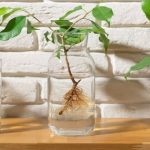 How To Propagate Plants In Water: The Ultimate Guide 2024