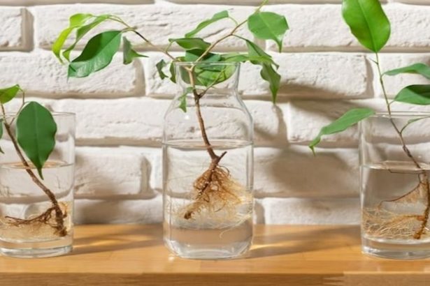 How To Propagate Plants In Water: The Ultimate Guide 2024