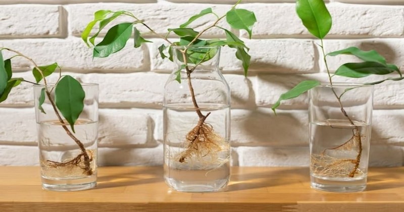 How To Propagate Plants In Water: The Ultimate Guide 2024