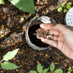 Improving Garden Vitality: Essential Organic Soil Amendments and How t –  Growing Wild Gardening