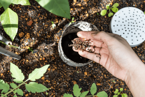 Improving Garden Vitality: Essential Organic Soil Amendments and How t –  Growing Wild Gardening