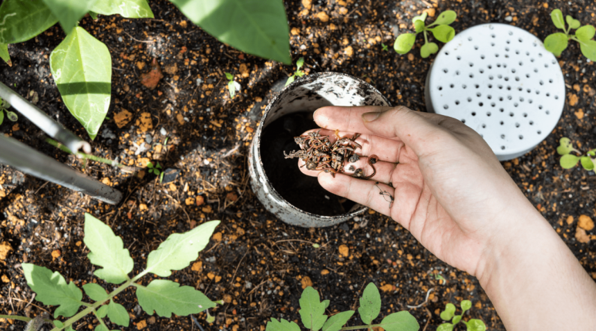 Improving Garden Vitality: Essential Organic Soil Amendments and How t –  Growing Wild Gardening