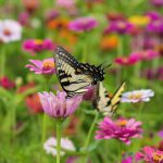 15 Best Plants That Attract Pollinators - Best Flowers for Pollinators