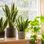 10 Best Indoor Plants to Improve Your Health and Home