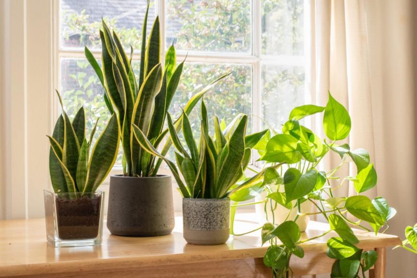 10 Best Indoor Plants to Improve Your Health and Home