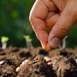 How to Grow Vegetables Directly From Seeds in Your Garden