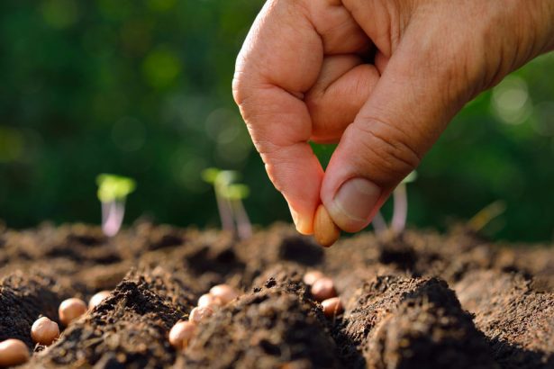 How to Grow Vegetables Directly From Seeds in Your Garden