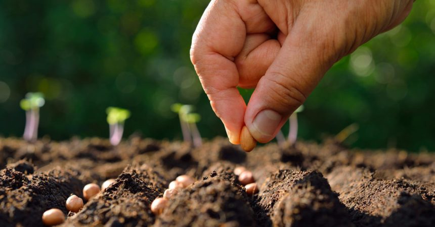 How to Grow Vegetables Directly From Seeds in Your Garden