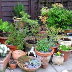 Container Gardening | Celebrate Urban Birds