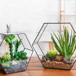 The Best Terrarium Plants For DIY Container Arrangements