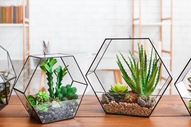 The Best Terrarium Plants For DIY Container Arrangements