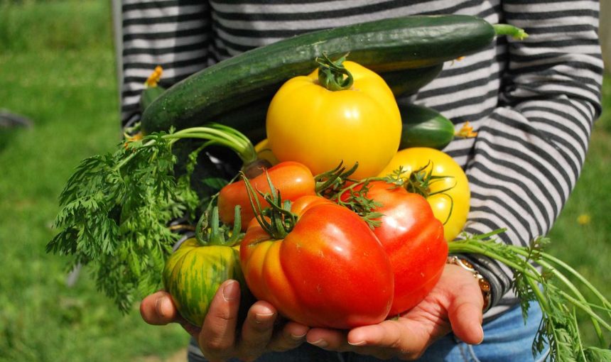 Veg for Beginners: A guide for your first year